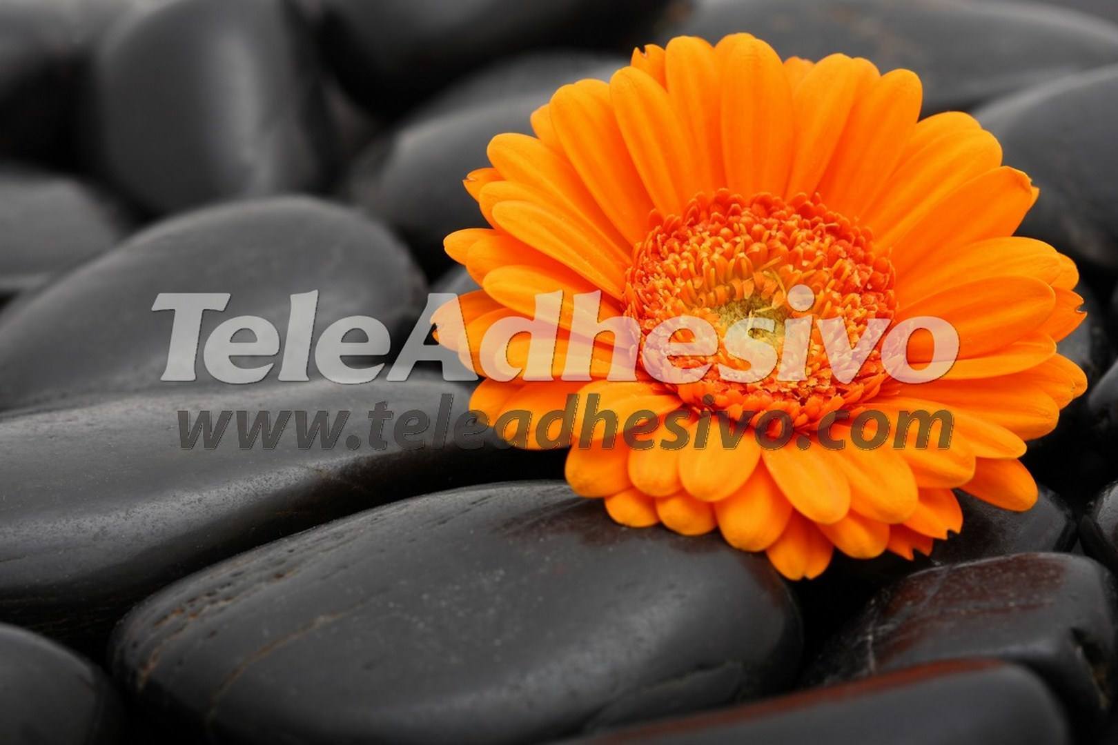 Wall Murals: Orange Gerbera