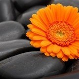 Wall Murals: Orange Gerbera 3