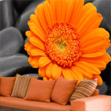 Wall Murals: Orange Gerbera 4