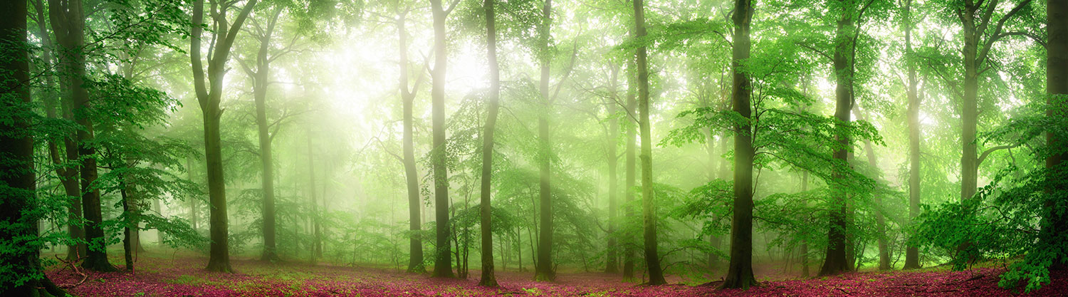 Wall Murals: Red-leafed Forest