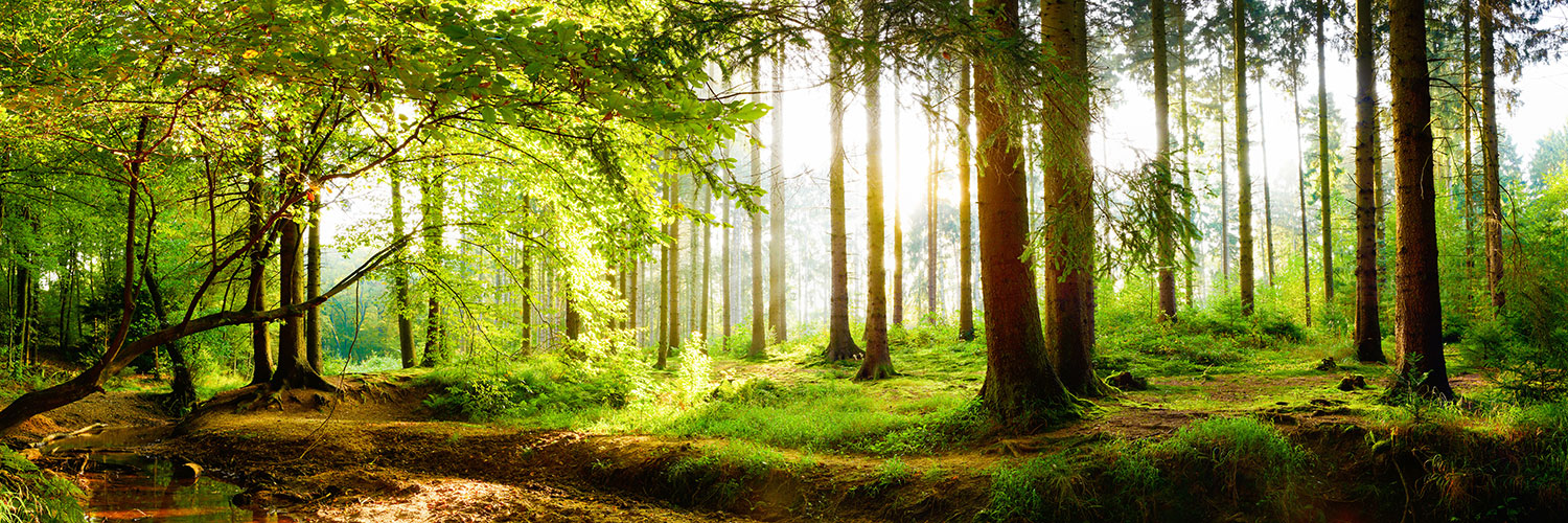Wall Murals: Sunrise in the Forest
