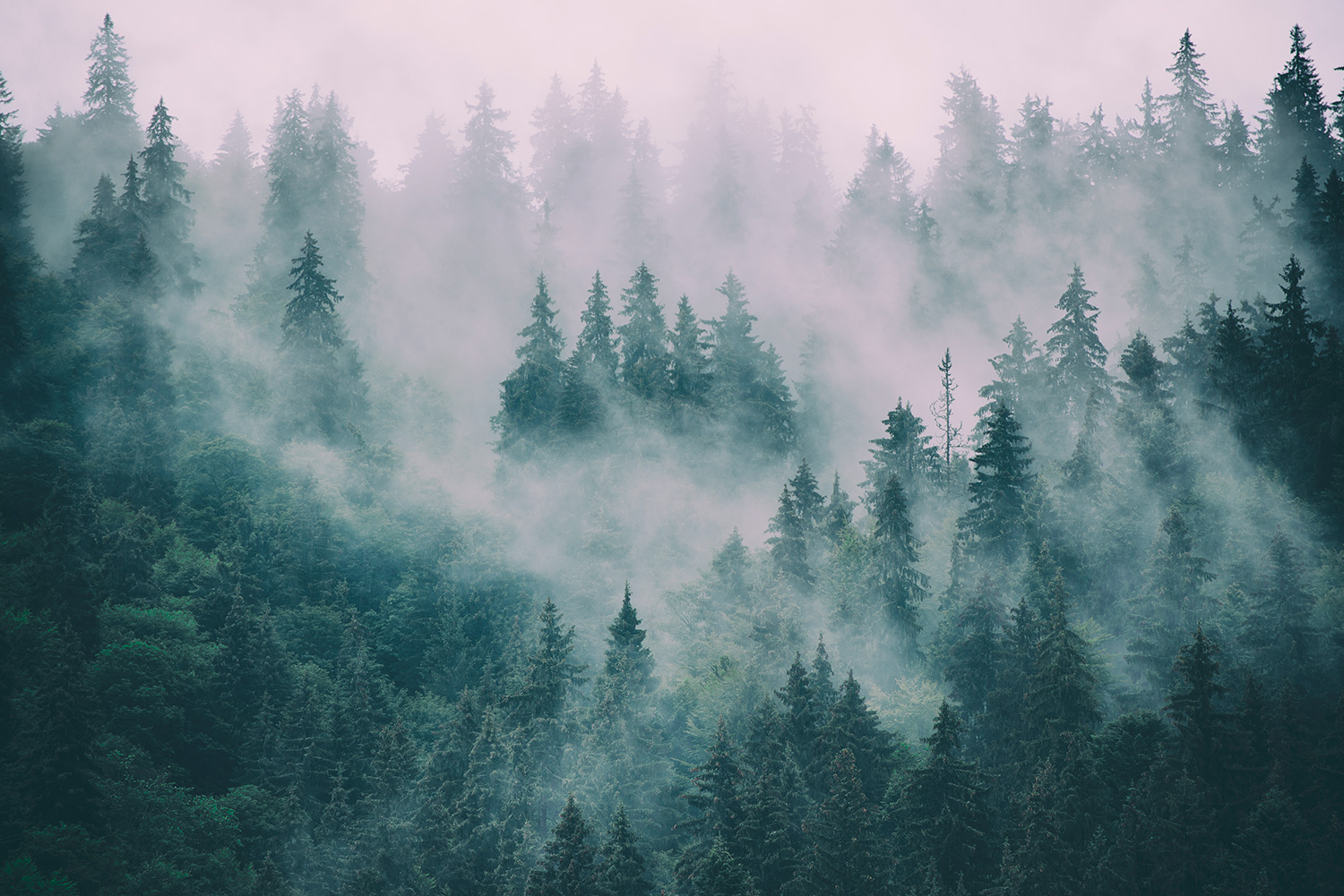Wall Murals: Pines in the Mist