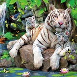 Wall Murals: Albino Tigers 2