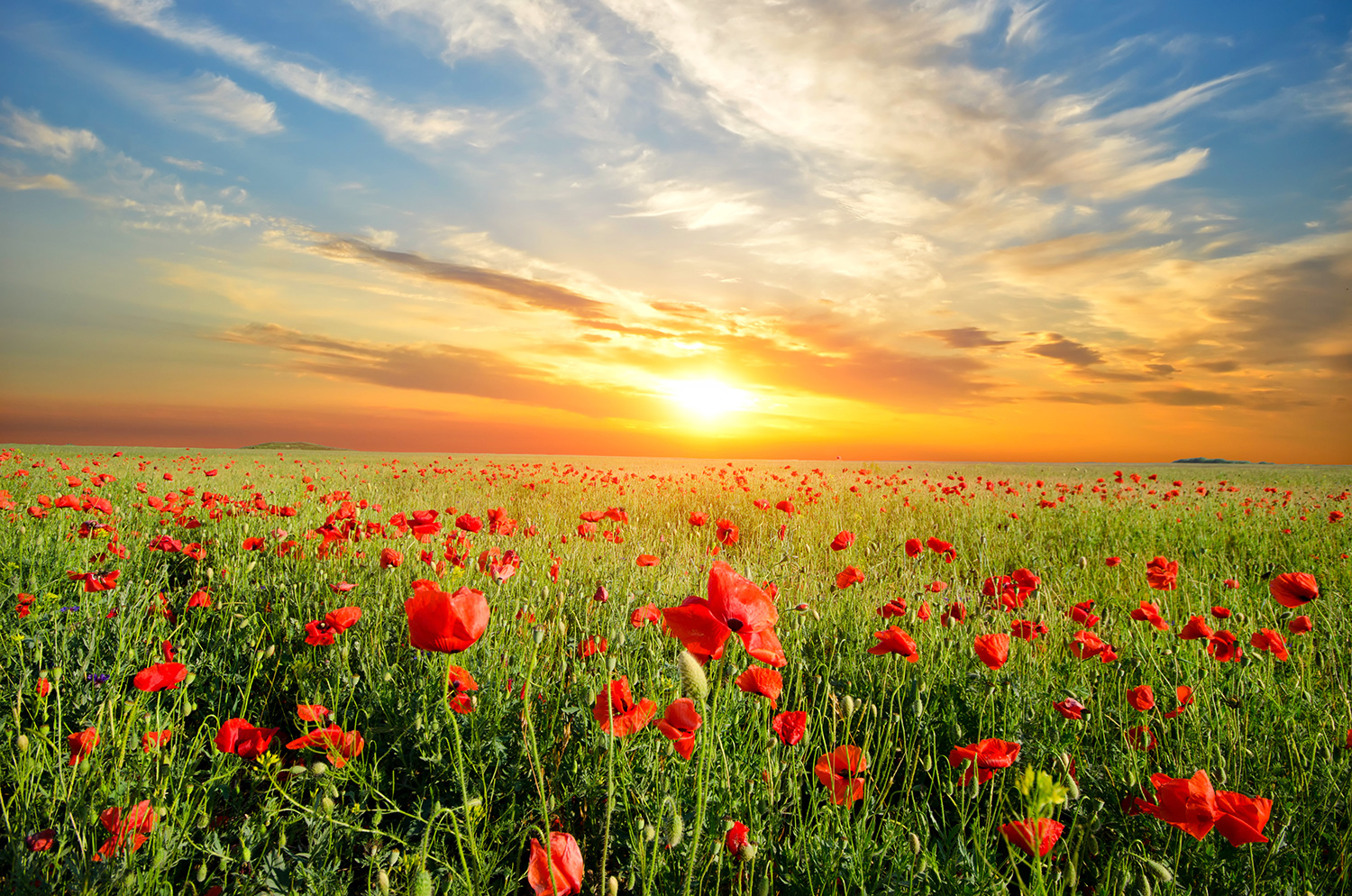 Wall Murals: Poppies at sunset