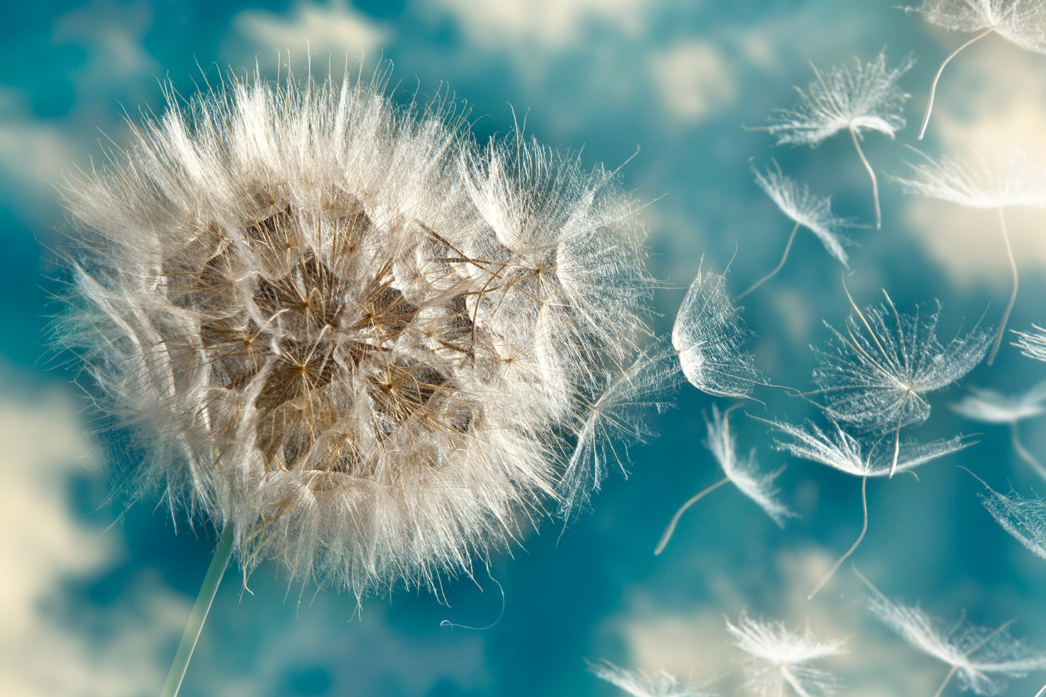 Wall Murals: Dandelion