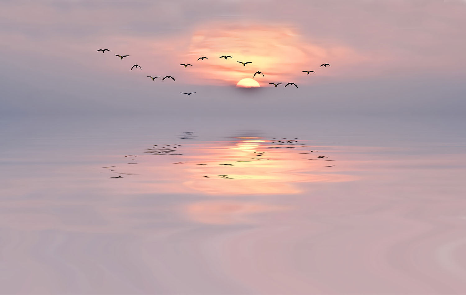 Wall Murals: Sunset among seagulls