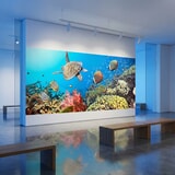 Wall Murals: Underwater Panorama 10