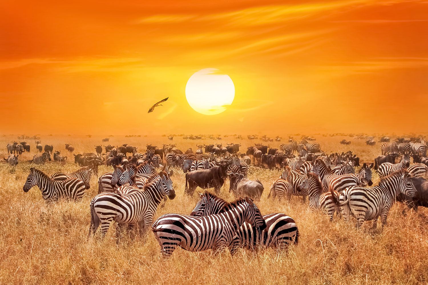 Wall Murals: Zebras in the Savannah