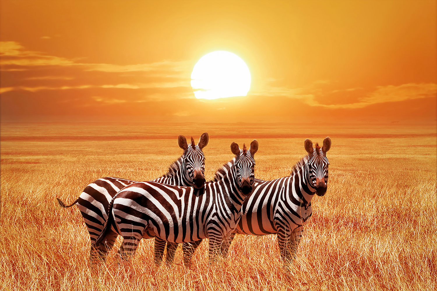 Wall Murals: Zebras in a sunset