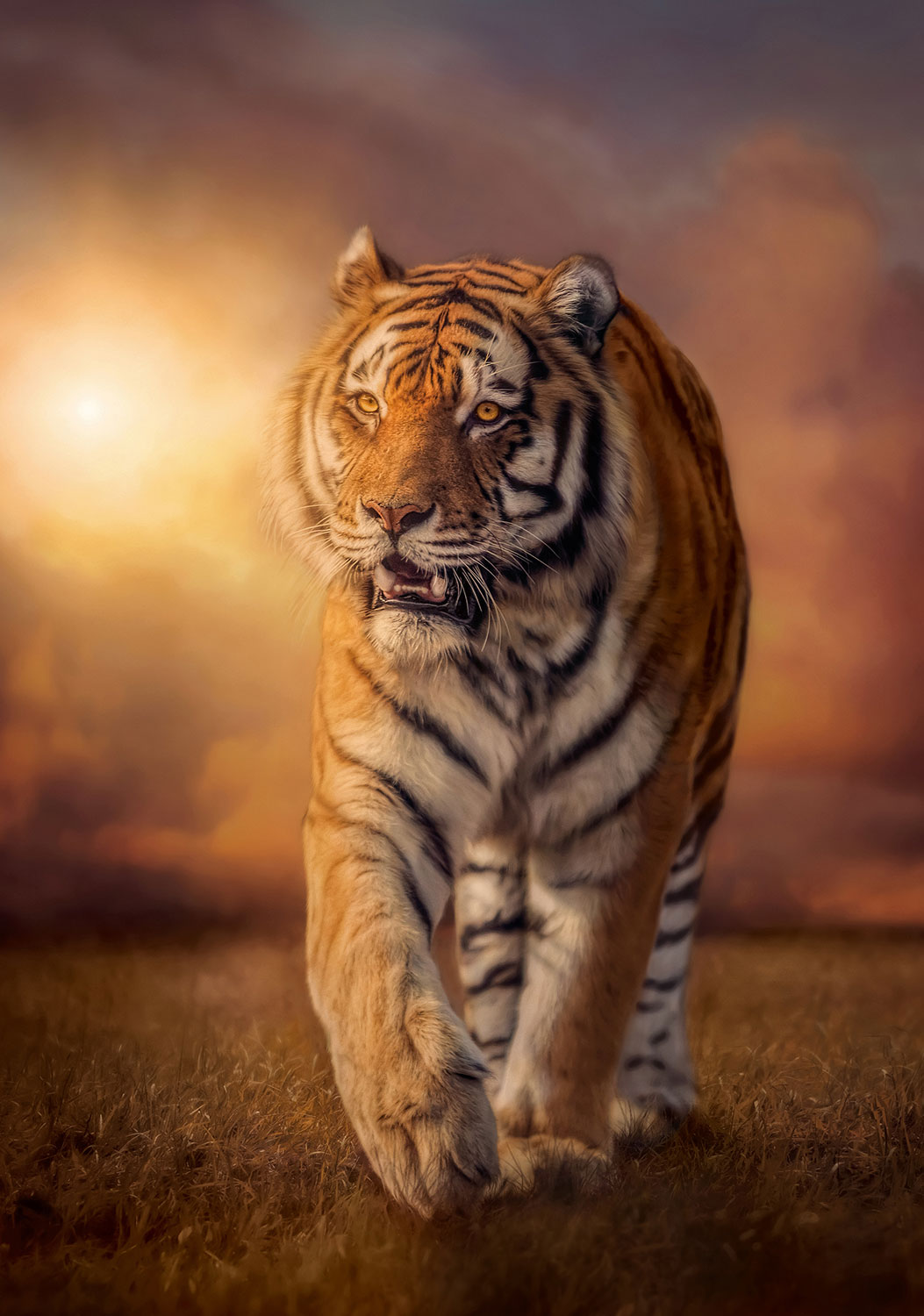 Wall Murals: Tiger