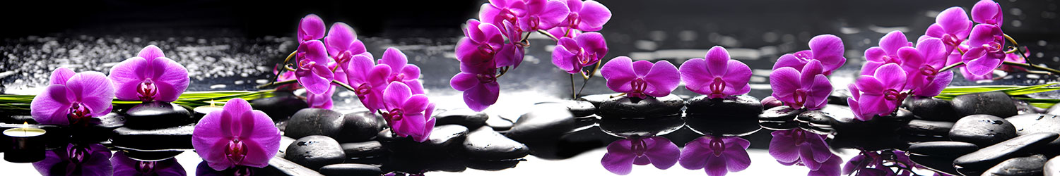 Wall Murals: Purple Orchids