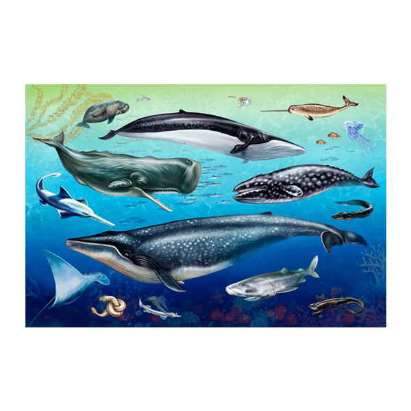 Wall Stickers: Oceanic Fauna