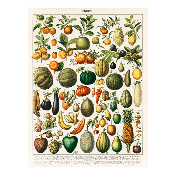 Wall Stickers: Types of Fruit