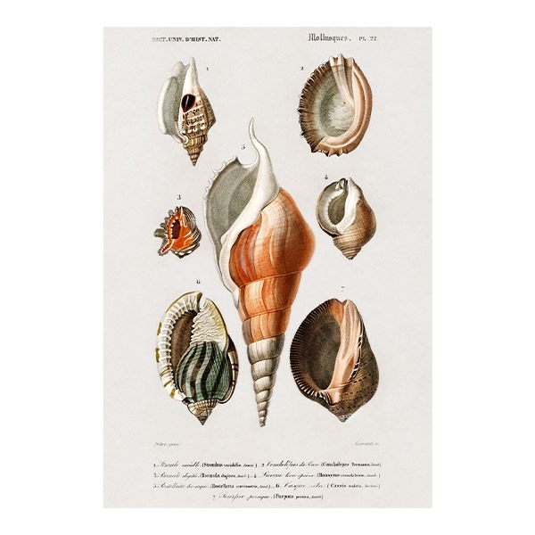 Wall Stickers: Types of Seashells