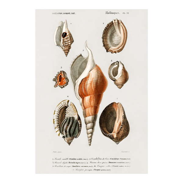 Wall Stickers: Types of Seashells