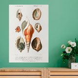 Wall Stickers: Types of Seashells 3