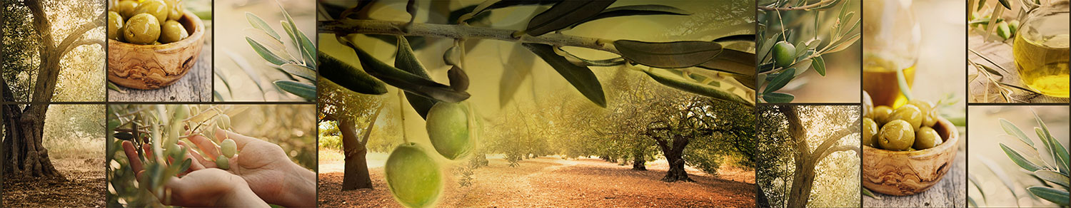 Wall Murals: Olive trees and olives