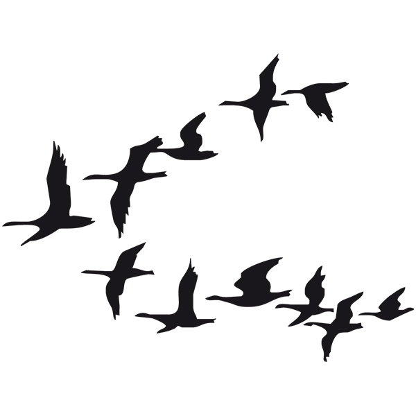 Car & Motorbike Stickers: Migration of Birds